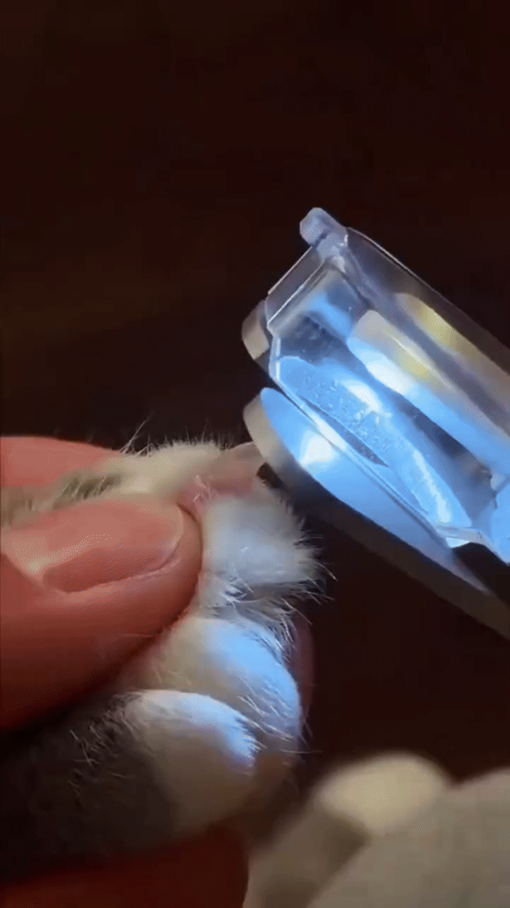 DjurTrygg™ LED-Klosax – Klipp säkert utan stress eller oro